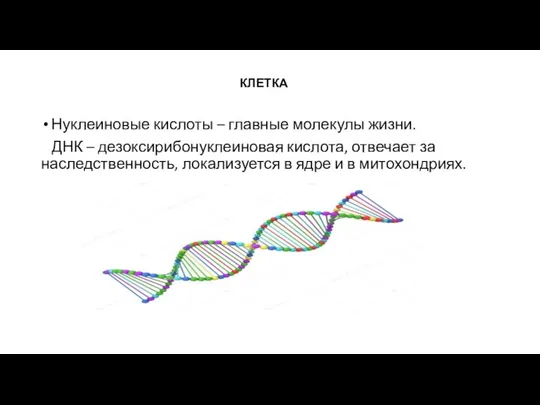 КЛЕТКА Нуклеиновые кислоты – главные молекулы жизни. ДНК – дезоксирибонуклеиновая кислота, отвечает