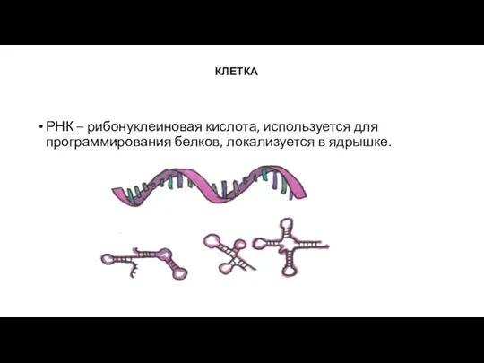 КЛЕТКА РНК – рибонуклеиновая кислота, используется для программирования белков, локализуется в ядрышке.