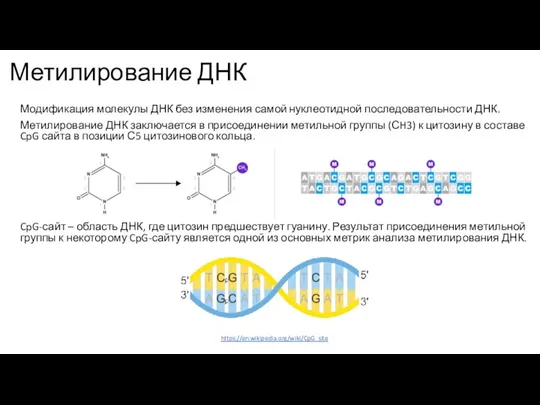 Метилирование ДНК Модификация молекулы ДНК без изменения самой нуклеотидной последовательности ДНК. Метилирование