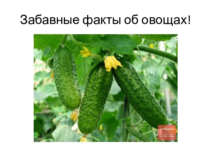 Забавные факты об овощах!