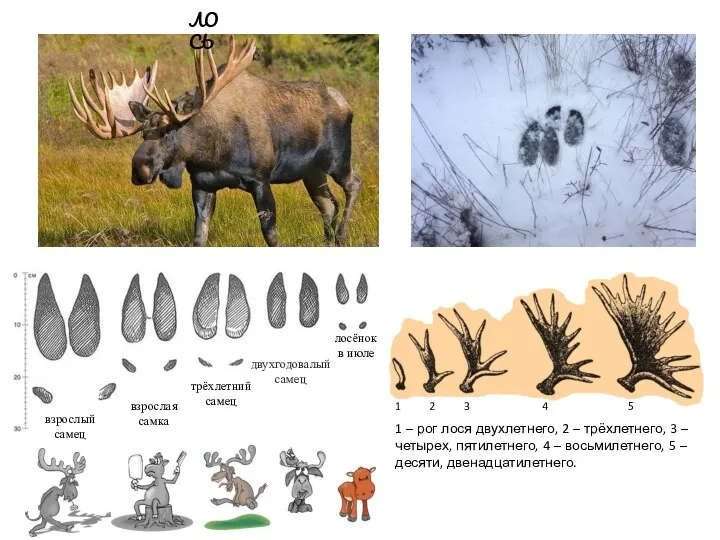 1 2 3 4 5 1 – рог лося двухлетнего, 2 –