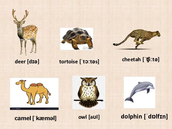 deer [dɪə] tortoise [ˈtɔːtəs] cheetah [ˈʧiːtə] camel [ˈkæməl] owl [aʊl] dolphin [ˈdɒlfɪn]