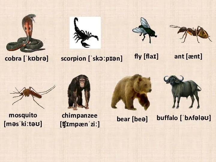 cobra [ˈkɒbrə] scorpion [ˈskɔːpɪən] fly [flaɪ] ant [ænt] mosquito [məsˈkiːtəʊ] chimpanzee [ʧɪmpænˈziː] bear [beə] buffalo [ˈbʌfələʊ]