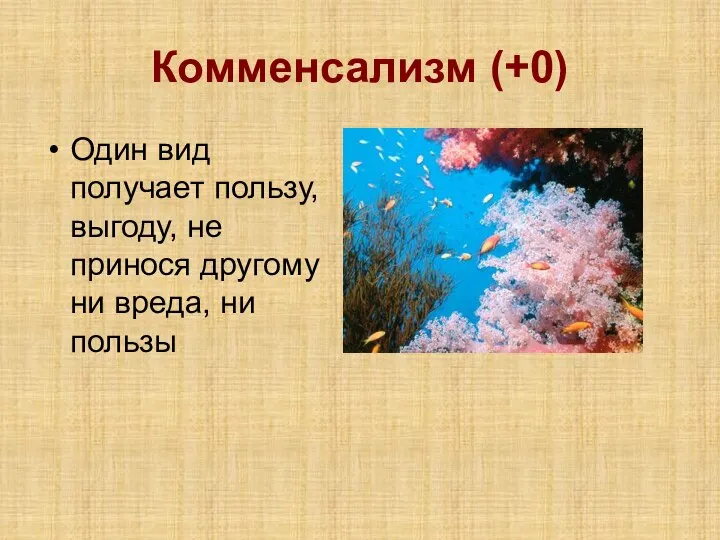 Комменсализм (+0) Один вид получает пользу, выгоду, не принося другому ни вреда, ни пользы