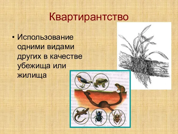 Квартирантство Использование одними видами других в качестве убежища или жилища