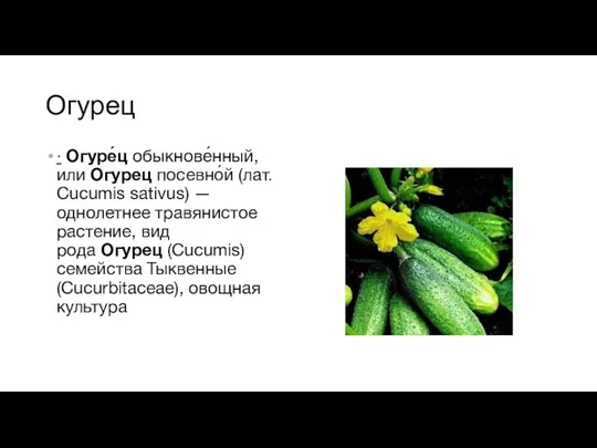 Огурец · Огуре́ц обыкнове́нный, или Огурец посевно́й (лат. Cucumis sativus) — однолетнее