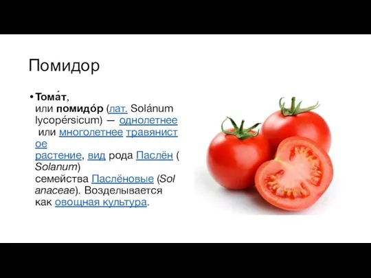 Помидор Тома́т, или помидóр (лат. Solánum lycopérsicum) — однолетнее или многолетнее травянистое