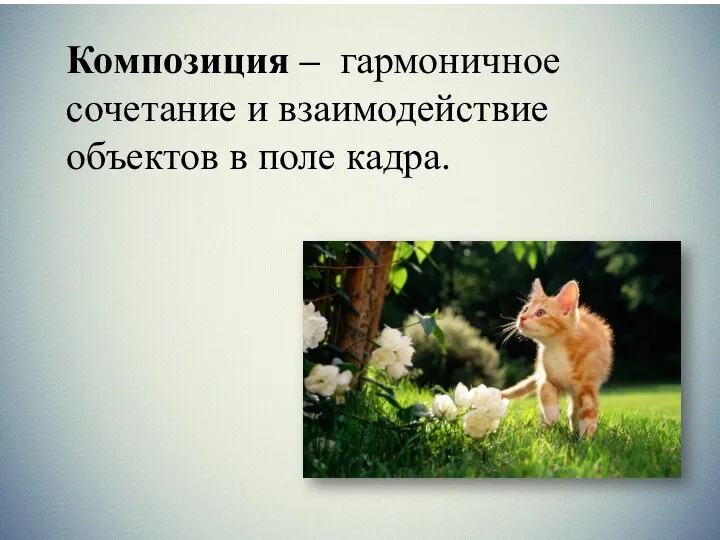 Композиция – гармоничное сочетание и взаимодействие объектов в поле кадра.