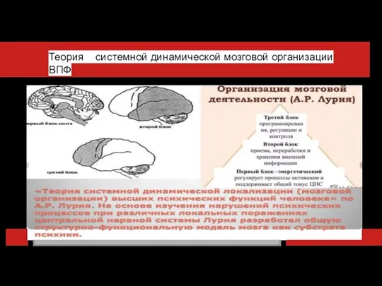 Теория системной динамической мозговой организации ВПФ