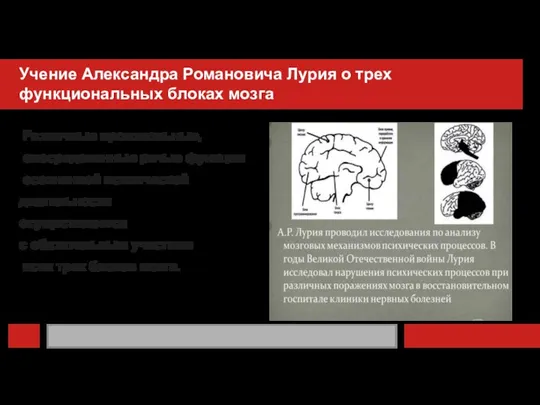 Учение Александра Романовича Лурия о трех функциональных блоках мозга Различные произвольные, опосредованные