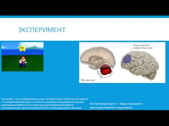 ЭКСПЕРИМЕНТ Мозжечок Гиппокамп— часть лимбической системы головного мозга (обонятельного мозга) и гиппокамповой