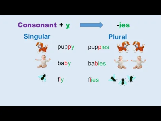 Consonant + y -ies puppy baby fly puppies babies flies Singular Plural