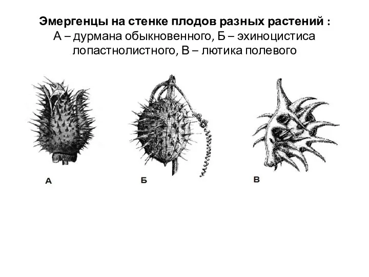 Эмергенцы на стенке плодов разных растений : А – дурмана обыкновенного, Б