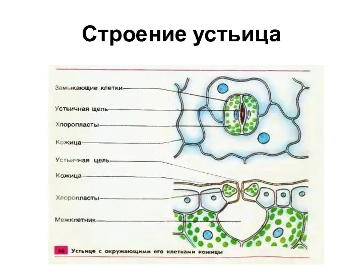 Строение устьица