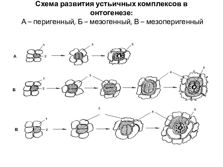 Схема развития устьичных комплексов в онтогенезе: А – перигенный, Б – мезогенный, В – мезоперигенный