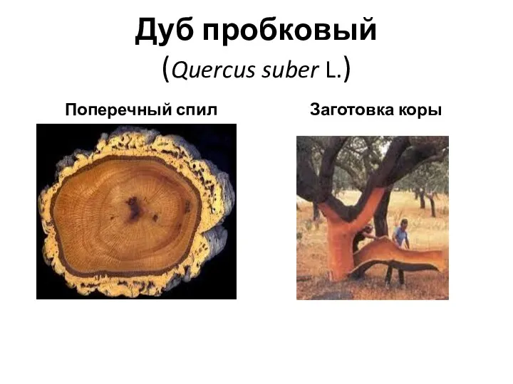 Дуб пробковый (Quercus suber L.) Поперечный спил Заготовка коры