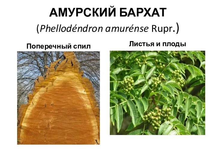 АМУРСКИЙ БАРХАТ (Phellodéndron amurénse Rupr.) Поперечный спил Листья и плоды