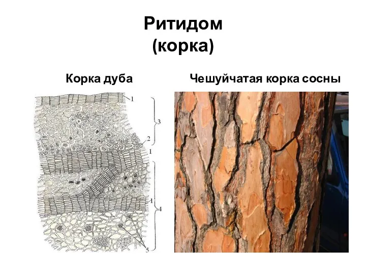 Ритидом (корка) Корка дуба Чешуйчатая корка сосны