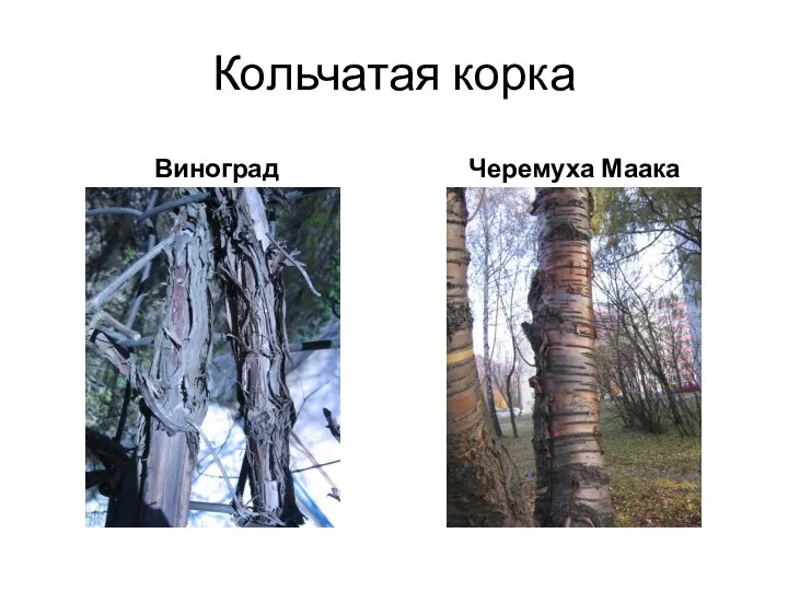 Кольчатая корка Виноград Черемуха Маака