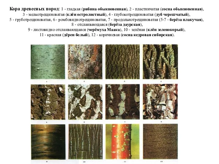Кора древесных пород: 1 - гладкая (рябина обыкновенная), 2 - пластинчатая (сосна
