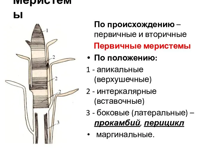 Меристемы По происхождению – первичные и вторичные Первичные меристемы По положению: 1