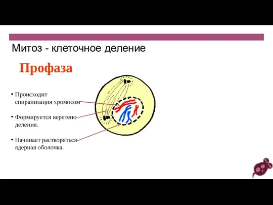 Митоз - клеточное деление