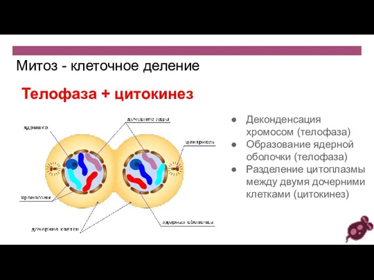 Митоз - клеточное деление Телофаза + цитокинез Деконденсация хромосом (телофаза) Образование ядерной