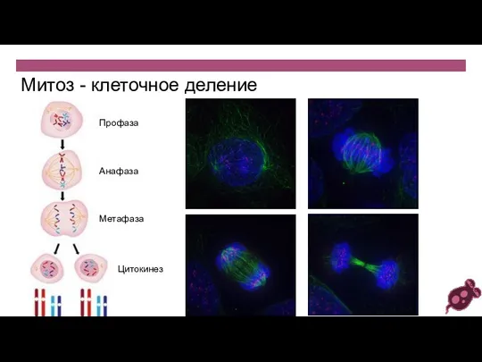 Митоз - клеточное деление Профаза Анафаза Метафаза Цитокинез