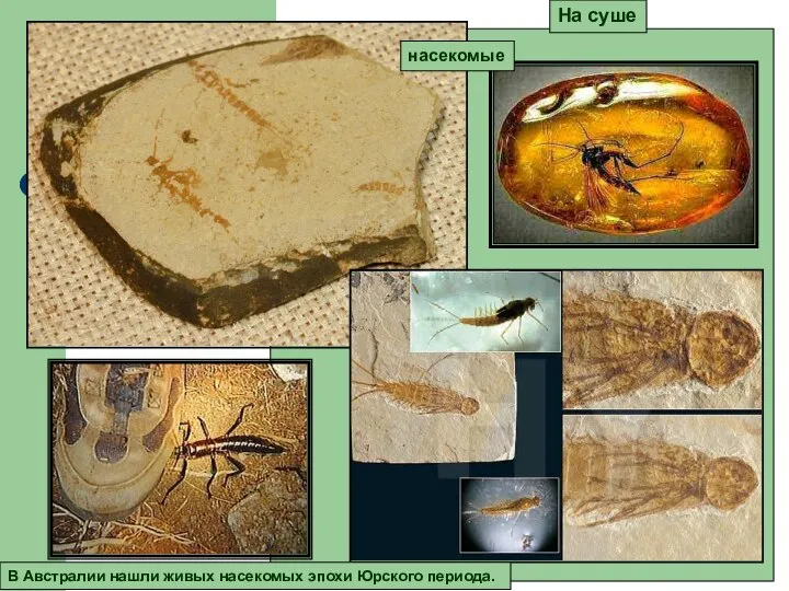На суше В Австралии нашли живых насекомых эпохи Юрского периода. насекомые