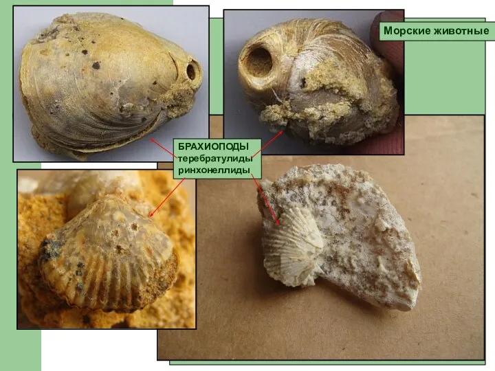 Морские животные БРАХИОПОДЫ теребратулиды ринхонеллиды