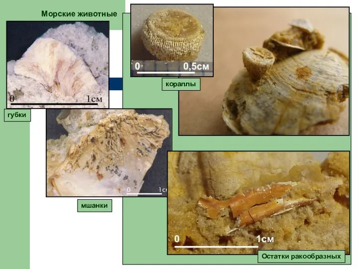 Морские животные кораллы губки мшанки Остатки ракообразных