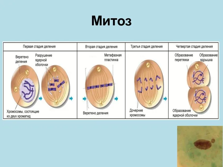 Митоз