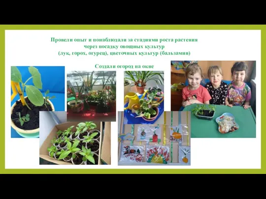 Провели опыт и понаблюдали за стадиями роста растения через посадку овощных культур