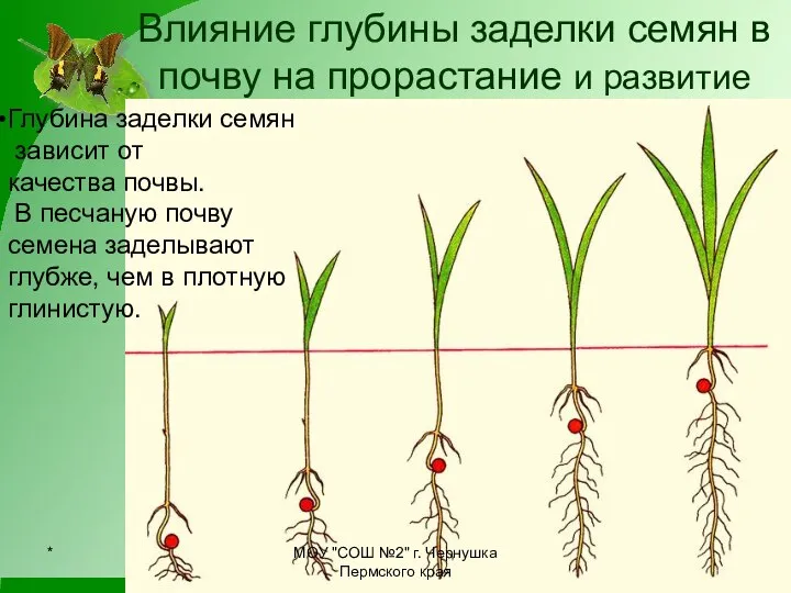 Влияние глубины заделки семян в почву на прорастание и развитие ростков Глубина