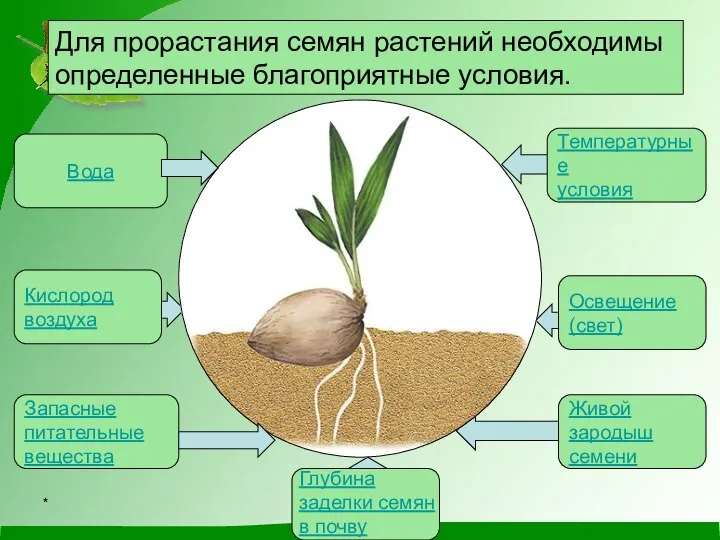 Для прорастания семян растений необходимы определенные благоприятные условия. Вода Запасные питательные вещества