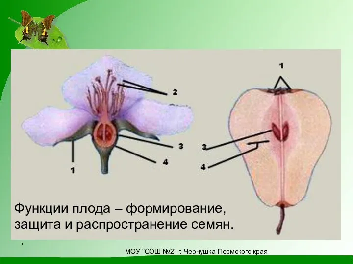 Из цветка образуется плод Функции плода – формирование, защита и распространение семян.