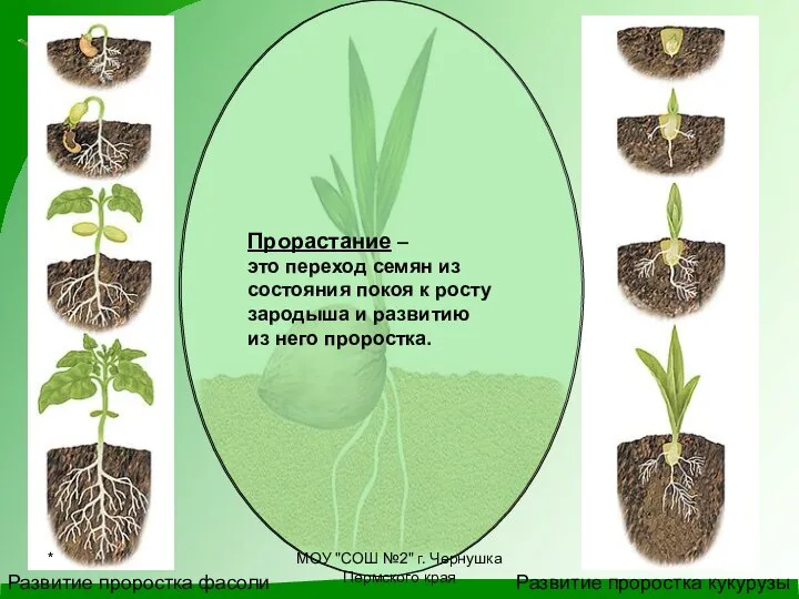 Развитие проростка фасоли Развитие проростка кукурузы Прорастание – это переход семян из
