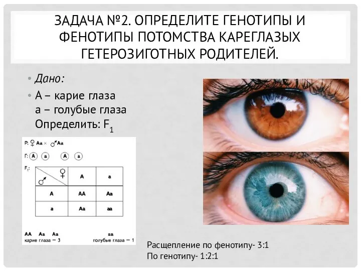 ЗАДАЧА №2. ОПРЕДЕЛИТЕ ГЕНОТИПЫ И ФЕНОТИПЫ ПОТОМСТВА КАРЕГЛАЗЫХ ГЕТЕРОЗИГОТНЫХ РОДИТЕЛЕЙ. Дано: А