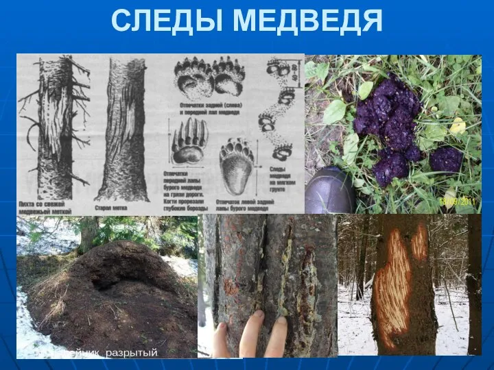 СЛЕДЫ МЕДВЕДЯ