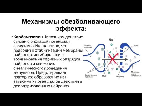 Механизмы обезболивающего эффекта: Карбамазепин- Механизм действия связан с блокадой потенциал зависимых Na+-каналов,