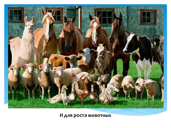 И для роста животных