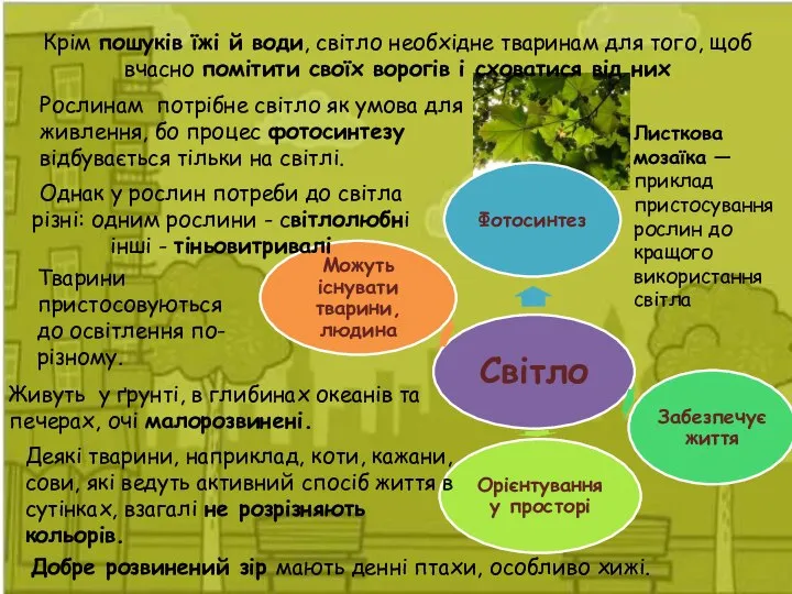 Рослинам потрібне світло як умова для живлення, бо процес фотосинтезу відбувається тільки