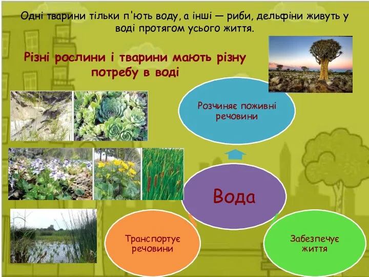 Одні тварини тільки п'ють воду, а інші — риби, дельфіни живуть у