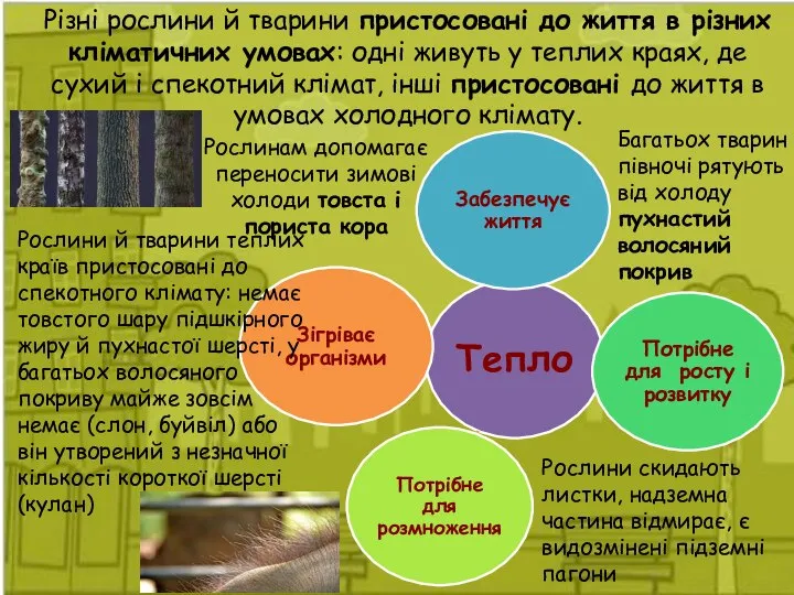 Різні рослини й тварини пристосовані до життя в різних кліматичних умовах: одні