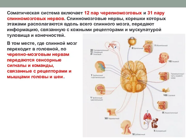 Соматическая система включает 12 пар черепномозговых и 31 пару спинномозговых нервов. Спинномозговые