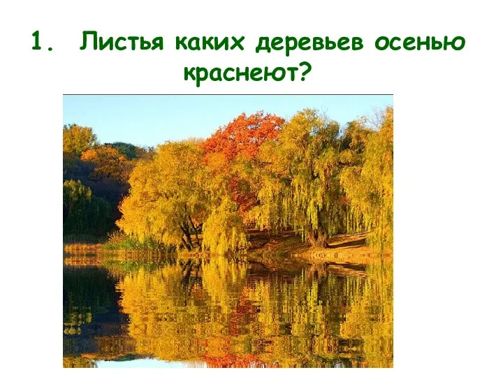 1. Листья каких деревьев осенью краснеют?
