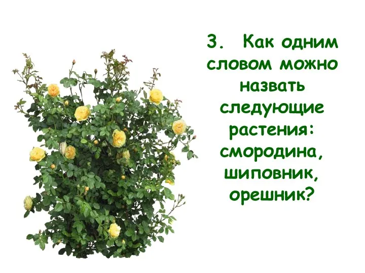 3. Как одним словом можно назвать следующие растения: смородина, шиповник, орешник?