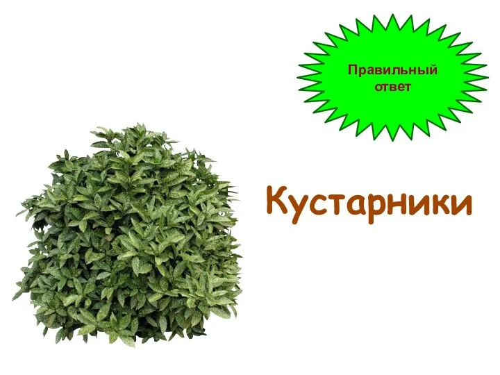 Правильный ответ Кустарники