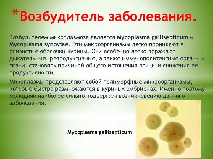 Возбудитель заболевания. Возбудителем микоплазмоза является Mycoplasma gallisepticum и Mycoplasma synoviae. Эти микроорганизмы