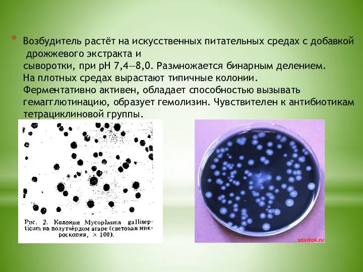 Возбудитель растёт на искусственных питательных средах с добавкой дрожжевого экстракта и сыворотки,